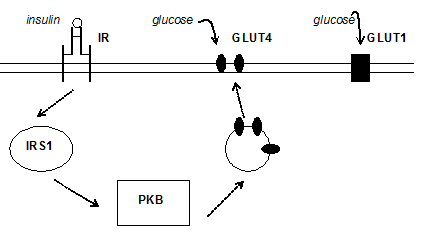 Fig1: A simplified picture of the insulin signaling network and the glucose uptake in fat cells